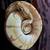 Banana Ball Python 4 thumbnail