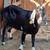 Heavy bred nubian female goats 3 thumbnail