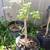 Mature organic Moringa trees 1 thumbnail