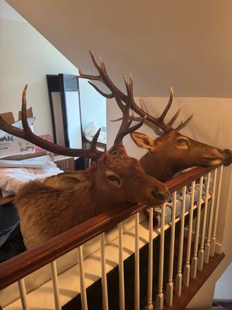 Two Trophy Buck Elk Heads Professional Taxidermy 1