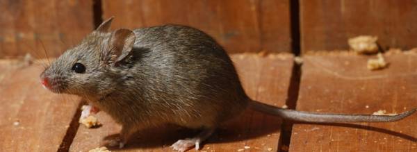 Mouse problem? In your house🏡 or barn🪤 1