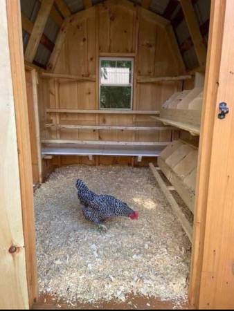 Chicken coop 1