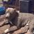 Bully pit and cattle dog needs home asap 1 thumbnail
