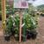 Valley Lemon Trees - 2 Feet Tall - Over 50 Citrus Varieties in stock 9 thumbnail
