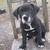 American Bully & Bluetick Coonhound Mix Pups 6 thumbnail