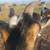 Nigerian dwarf goat herd 3 thumbnail