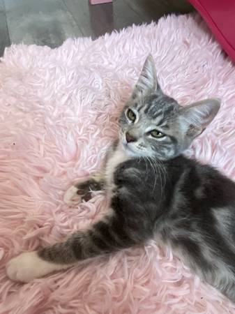 gatita hembra en adopción (Panorama City)63877736178433120