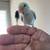 Birds  Parrots 6 thumbnail
