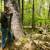 Marinette County Hardwood Forest North of Crivitz 10 thumbnail