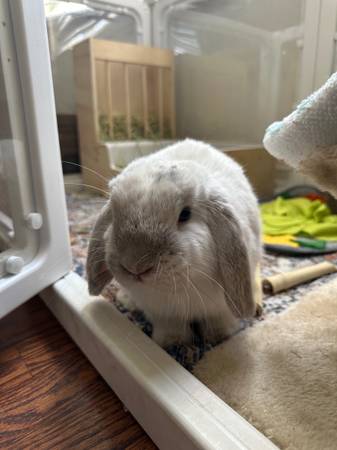 Looking for a Loving Home for Our Bunny ?(free) (La Mesa)63894716217602120