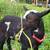 Nigerian Dwarf Goat Wethers Available! 6 thumbnail
