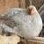 Isabella Brahma Hens & Roosters 4 thumbnail