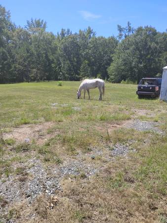 Yegua de 11 años, gris moteada de pulgas, cuarto de milla (Dairy rd wareshoals sc)63661440724739123