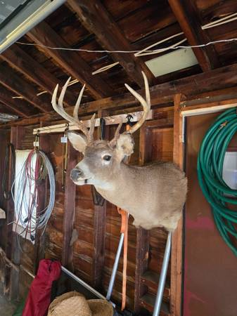 10-point whitetail 1