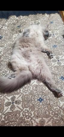 5 year old fixed Ragdoll  Cat (Dudley)63897334280322122