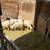 Sheeps 7 thumbnail