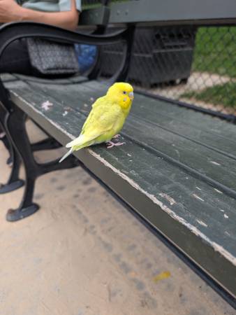 Ave brillante en Prospect Park parece perdida571835500085258241