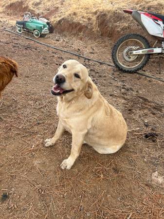 Super sweet GoldenLab 3 Years Old (dublin / pleasanton / livermore)63928842813827121