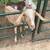 Goat for Sale - Nubian/Saanen Doe 3 thumbnail