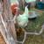 Roosters for sale!!!!!! 3 thumbnail