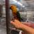 Sun Conure 1 thumbnail