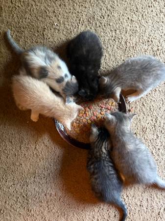 Kittens in need of forever home (Daniels)63667748604673121