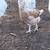Ameraucana, Easter Egger, Blue Egger, Olive Egger chickens, many ages 6 thumbnail