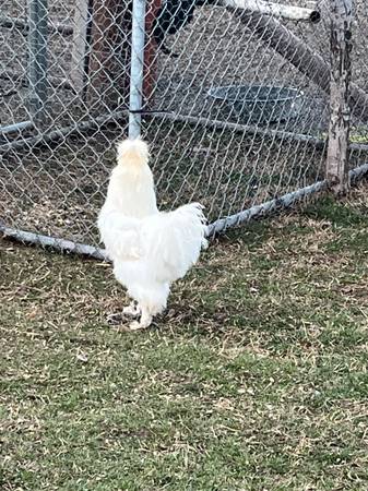 Silkie rooster 1