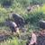 Berkshire Piglets 1 thumbnail