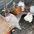 Chickens, Pullets, 1 thumbnail
