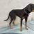 Doberman/ Weimaraner 2 thumbnail