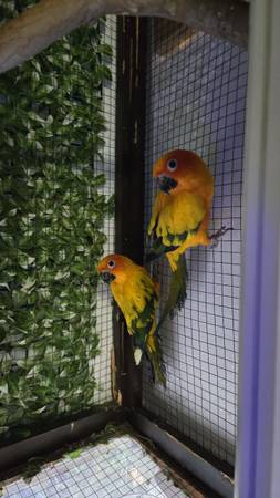 Hand raised tame breeding pair sun conures 1
