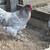 Laying Pullets / Chickens 4 thumbnail