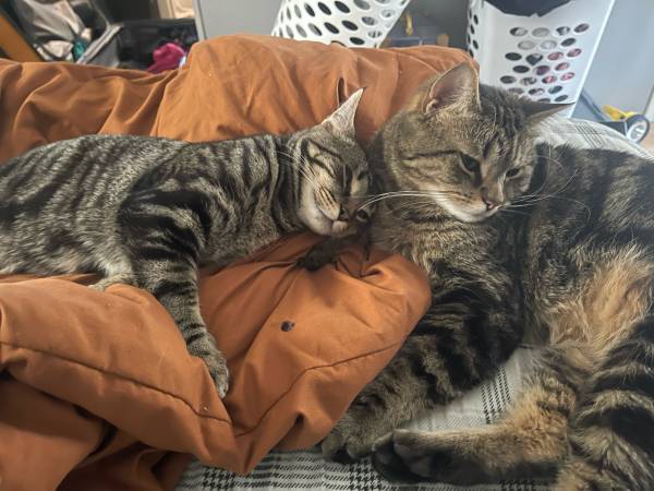 Mother and daugter cats free to good home (Biddeford)64028931904771120