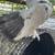 pigeons 17 thumbnail