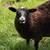 Sheep 1 thumbnail