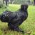 Silkie rooster 2 thumbnail