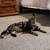 Lost Cat 1 thumbnail