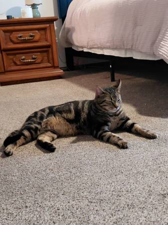 Lost Cat 1