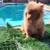 Pomeranian 2 thumbnail