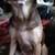 Family of full size min pins 2 thumbnail