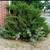 BB LANDSCAPE SERVICES 16 thumbnail