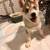 Husky / German shepherd puppies 7 thumbnail