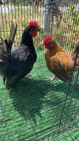 Cubanitos 1
