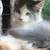 kittens 6 thumbnail