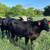 11 bred heifers and 44 farms bull 1 thumbnail