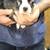 Boston Terrier Puppies 4 thumbnail