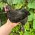 Chickens 2 thumbnail
