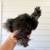 Silkie Chicks 6 thumbnail