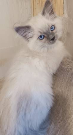 Ragdoll kittens63916215171971120